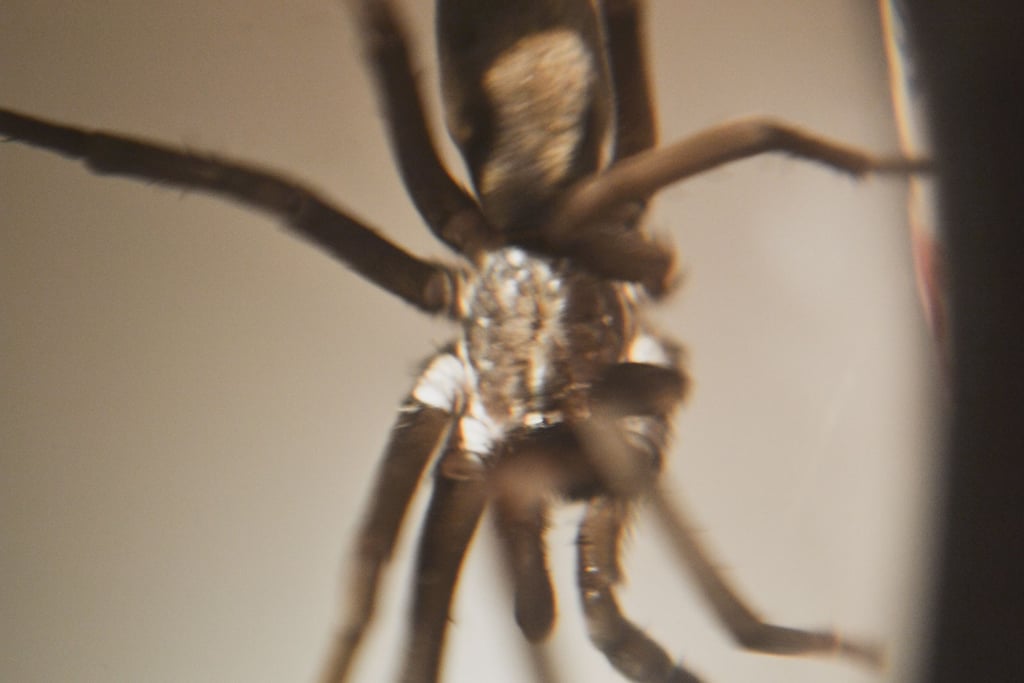 fotografia macro de araña