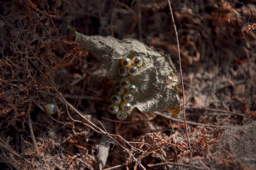 fotografia de una hoja con huevos de insecto