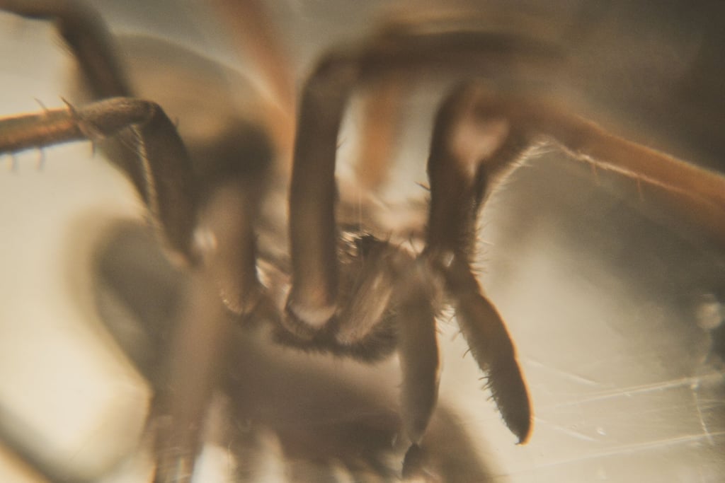 fotografia de movimiento de araña