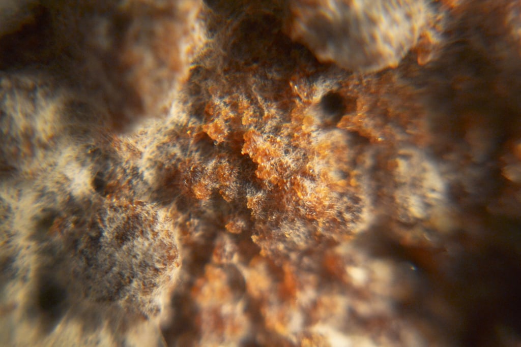 macro fotografia de filamentos de moho 