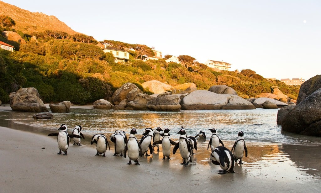 Boulders Beach, Cope Town