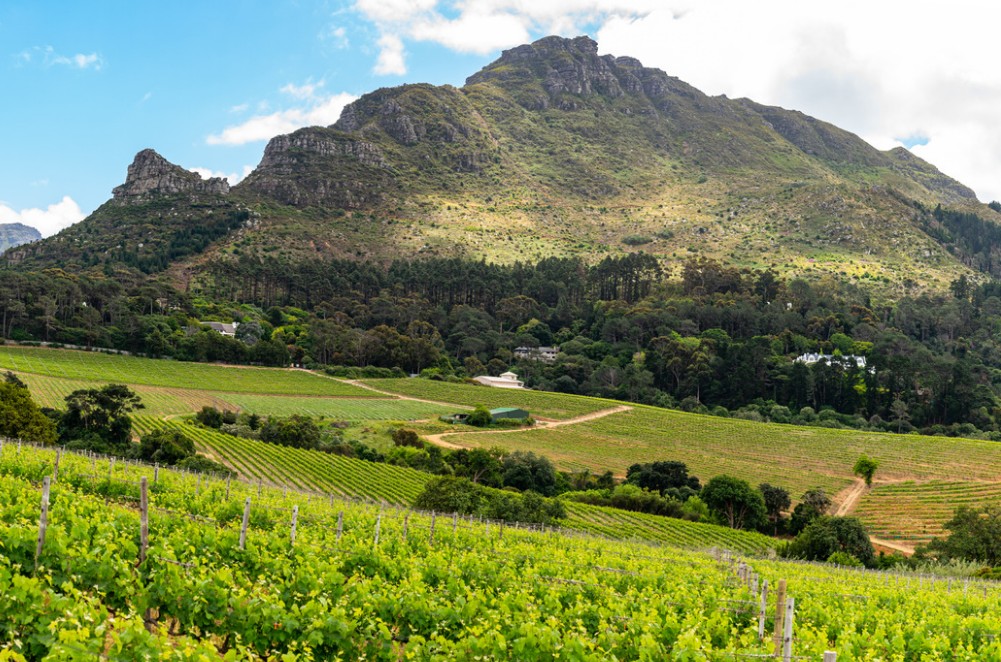 Constantia Wine Route