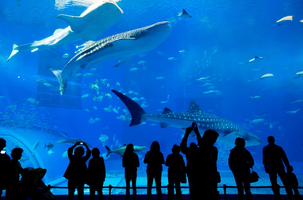 Kelly Tarlton’s Sea Life Aquarium, Aucland