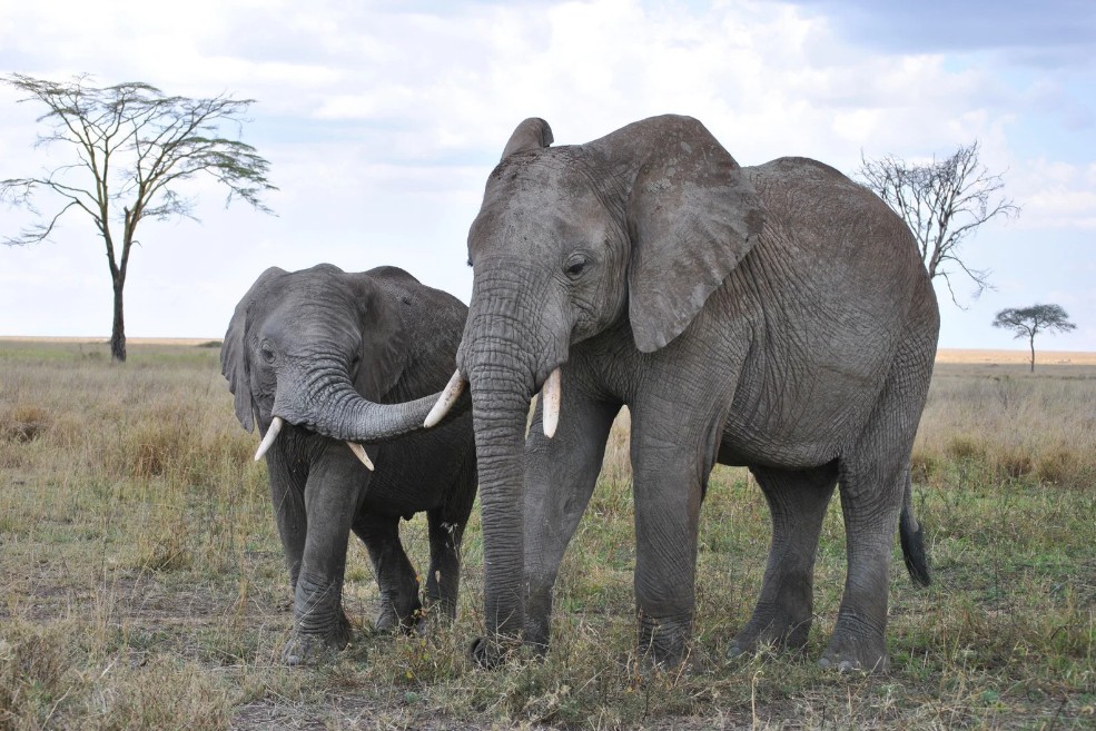 Serengeti National Park, Tanzania