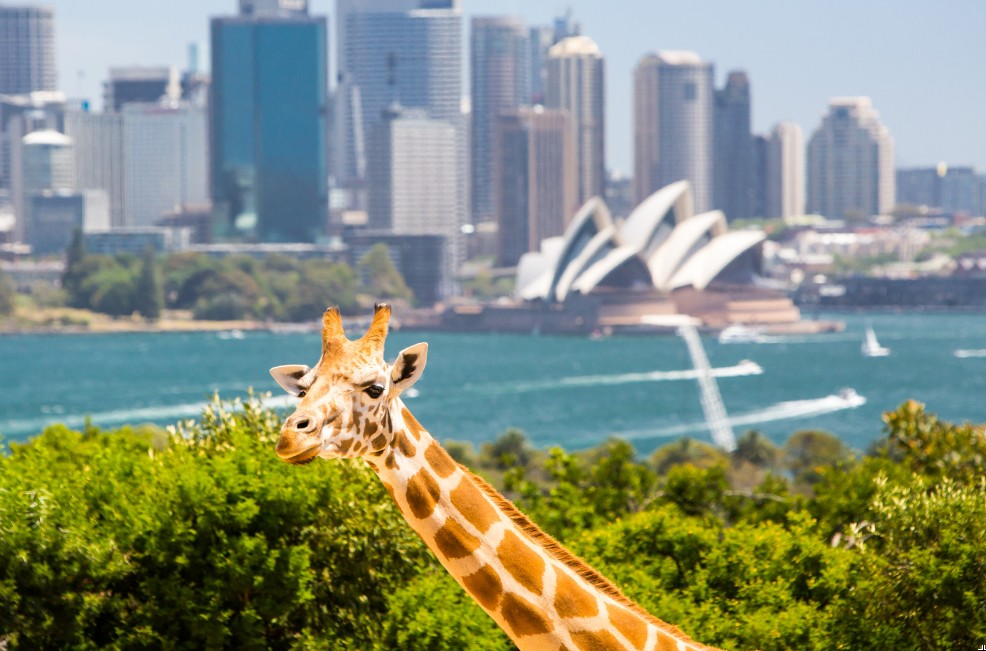 Taronga Zoo, Sydney