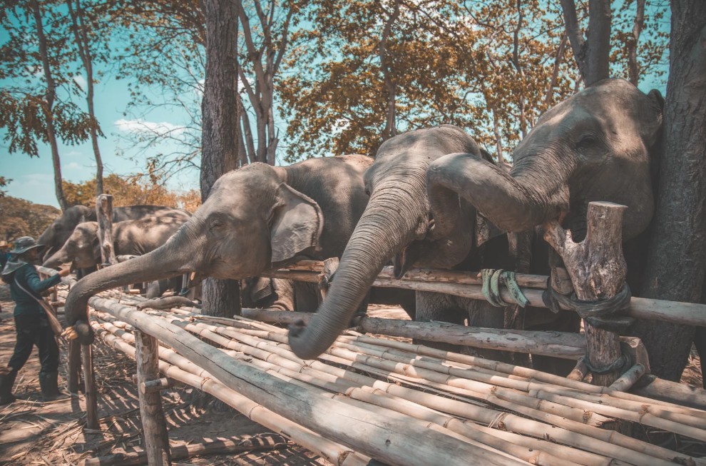 Elephant Sanctuaries, Thailand