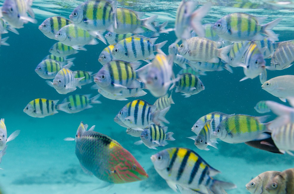 Similan Islands, Thailand