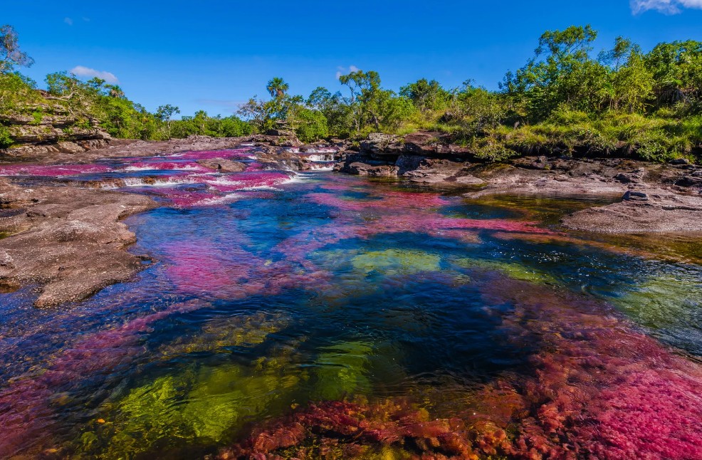 Caño Cristales