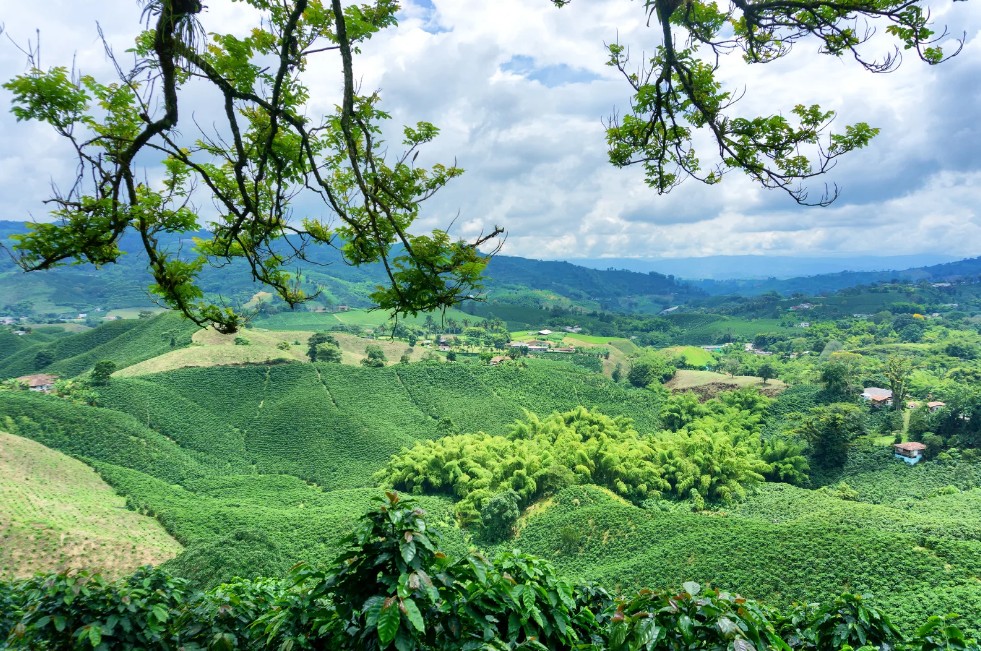 Blue Mountains & Coffee Plantations