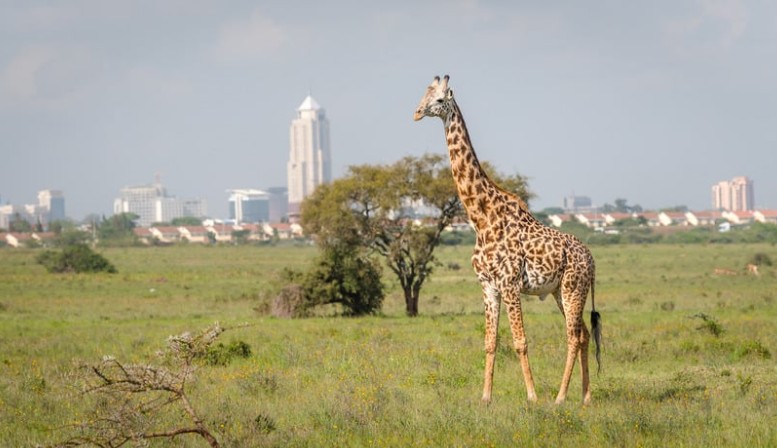 Nairobi National Park