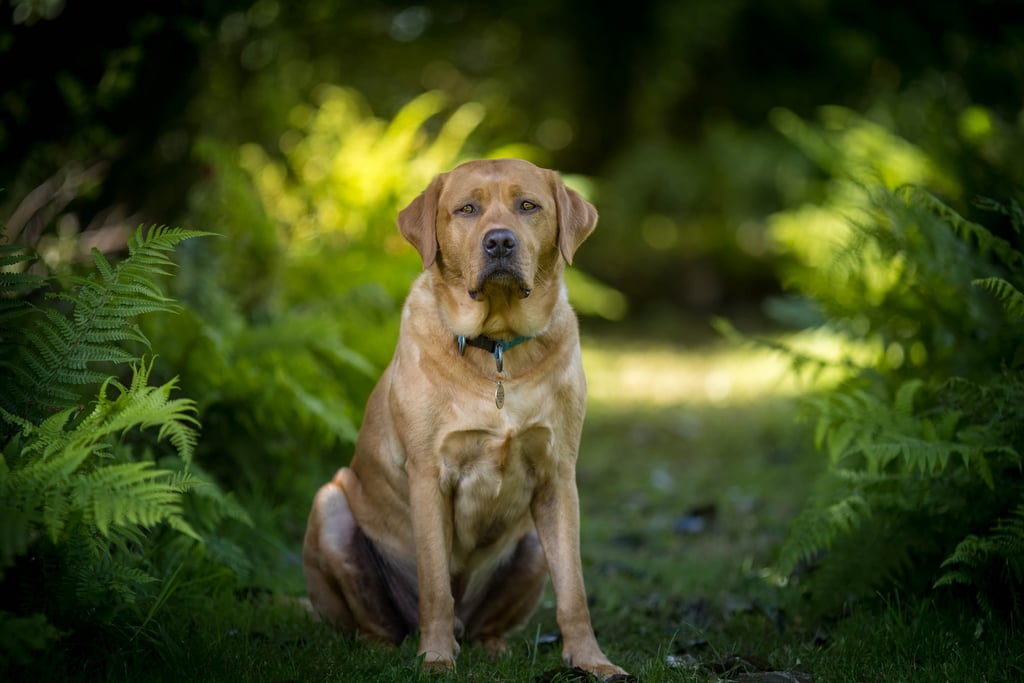 LokiPawtraits Pet Photography Loki Pawtraits