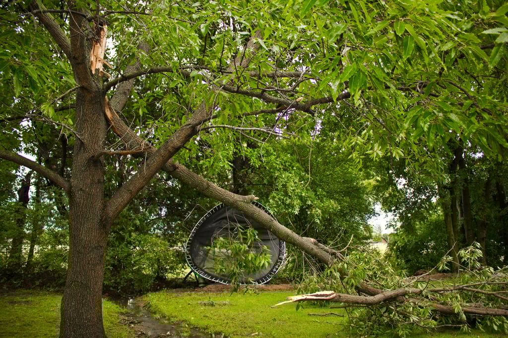 tree removal services in eden prairie mn