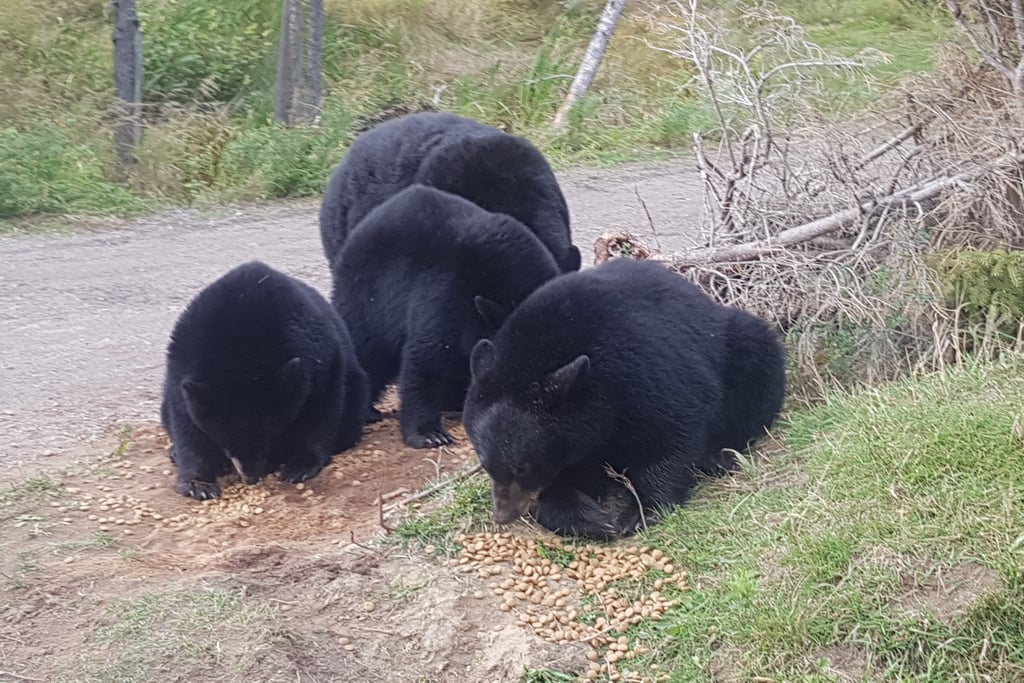 Zoo saint Félicien