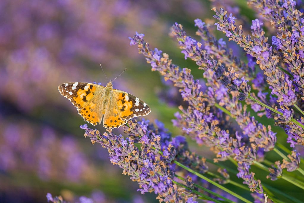 A Painted Lady butterfly rests on a purple lavender flower in a sunlit field.