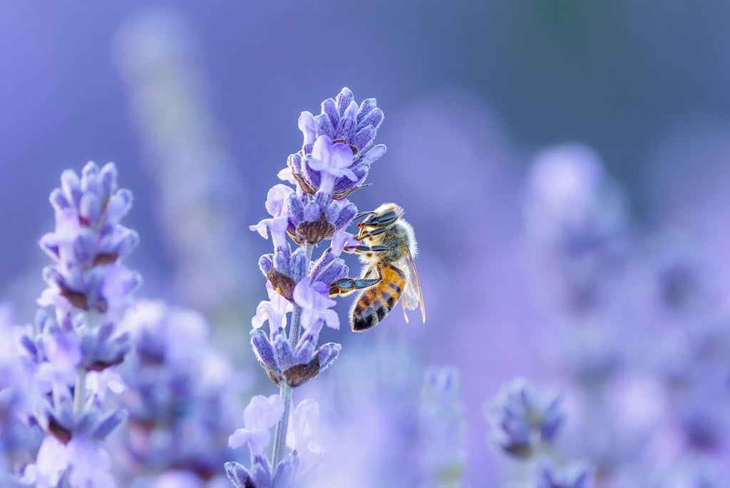 A honeybee pollinating a purple lavender flower in a sunlit field with a soft bokeh background.