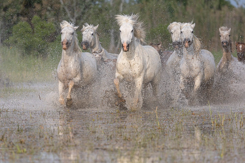 A herd of wild white Camargue horses galloping through shallow marsh water with dramatic splashing.