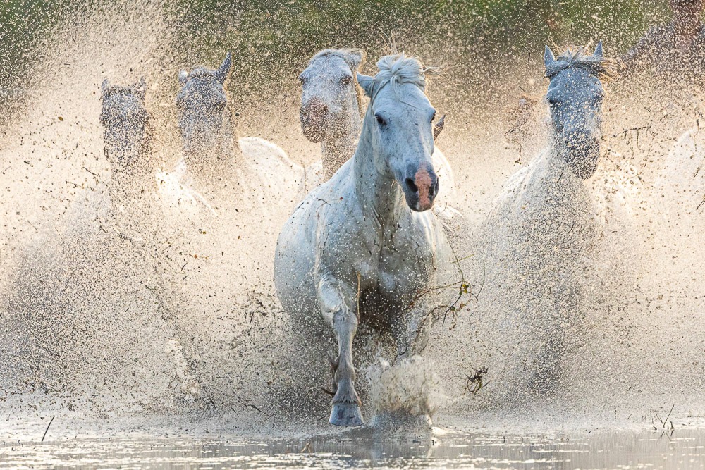 White Camargue horses galloping through water and splashing at sunrise.