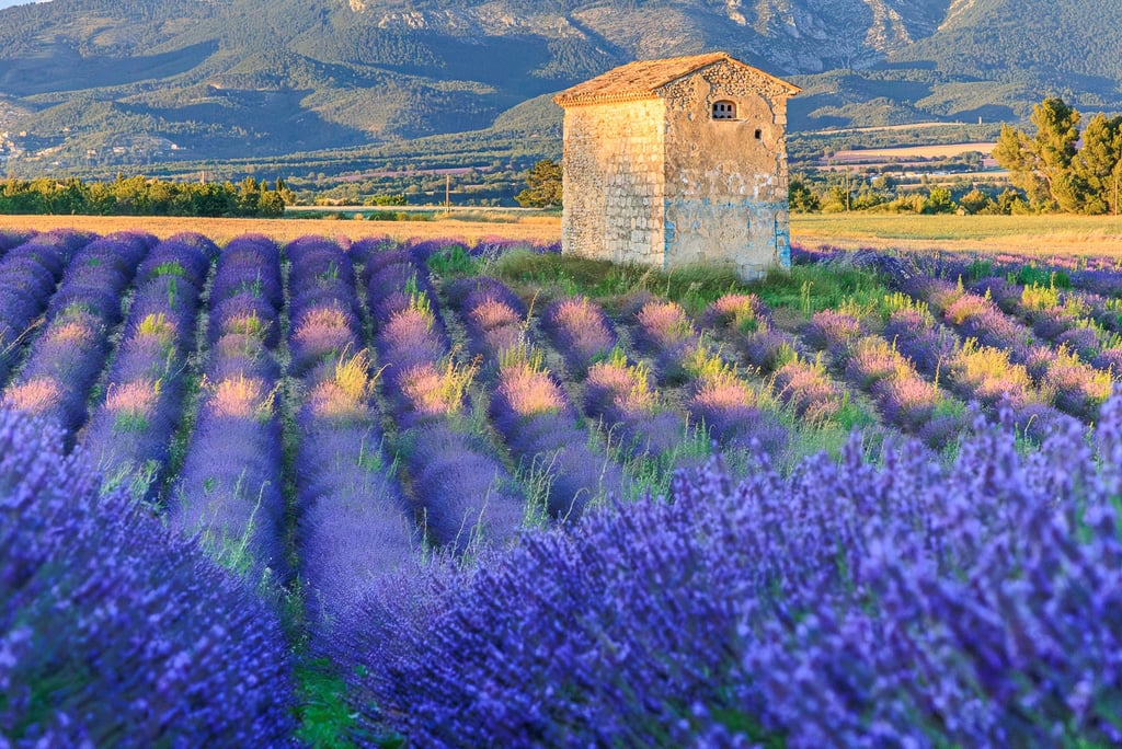 Historic stone building in a vibrant purple lavender field with mountains and trees under a clear sky in Provence, France.