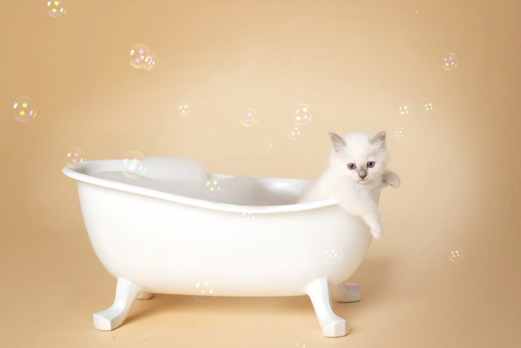 Sacré de Birmanie Blue Point - Chaton - Bain