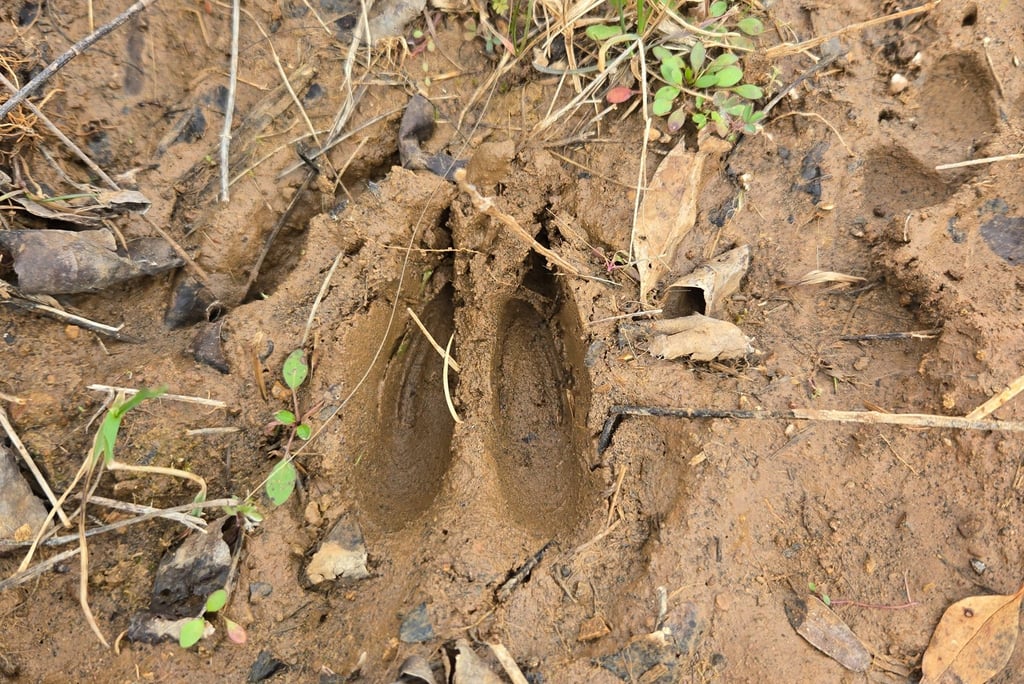 Close-up of a fresh deer track footprint in wet brown mud surrounded by dry leaves and grass.