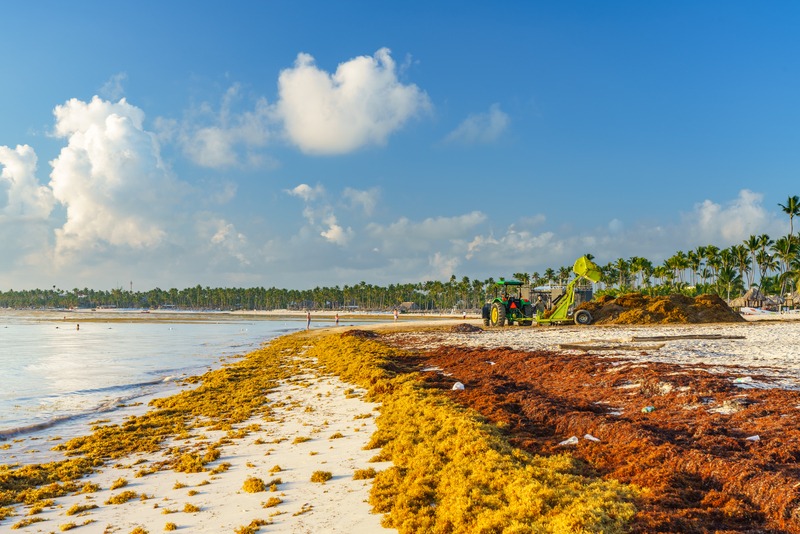 Tractor cleaning sargassum seaweed from the beach in Punta Cana Dominican Republic
