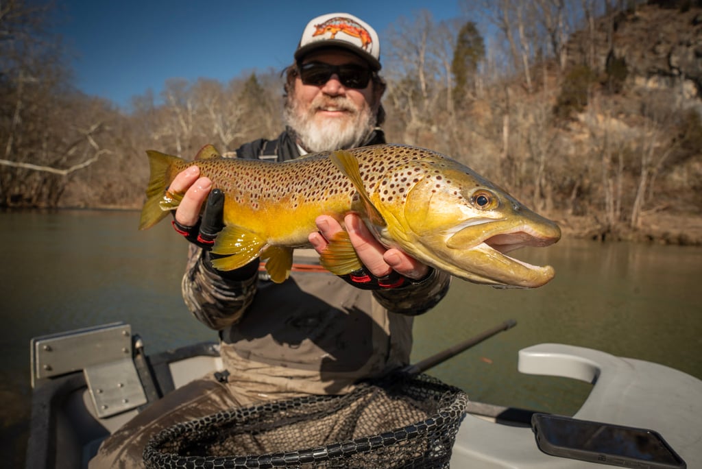 Big brown trout caught while streamer fishing Watauga River 