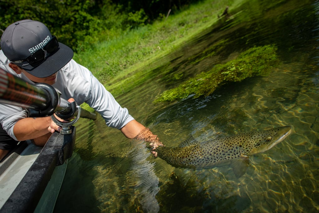 Awesome release photo of a big brown trout.