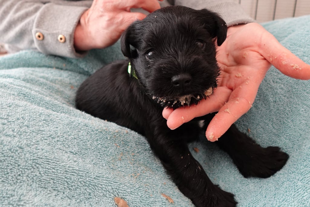 Voila Alfie des Diamants Noirs d'Also