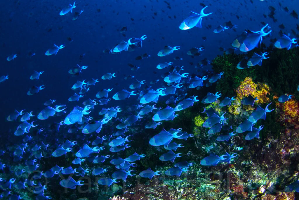 Sombrero - PHILLIPINES