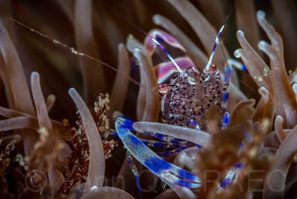 Péricliménès atlantique