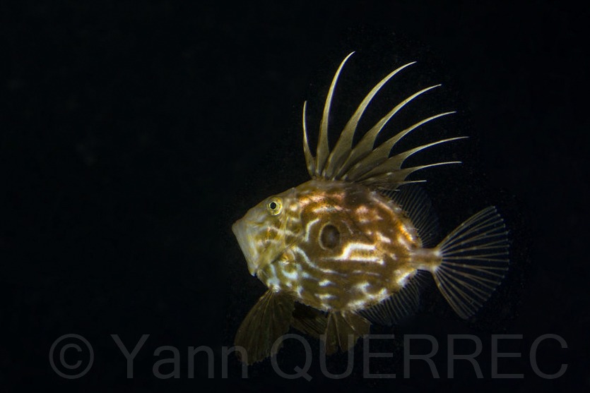 Saint Pierre - Perros Guirec - FRANCE