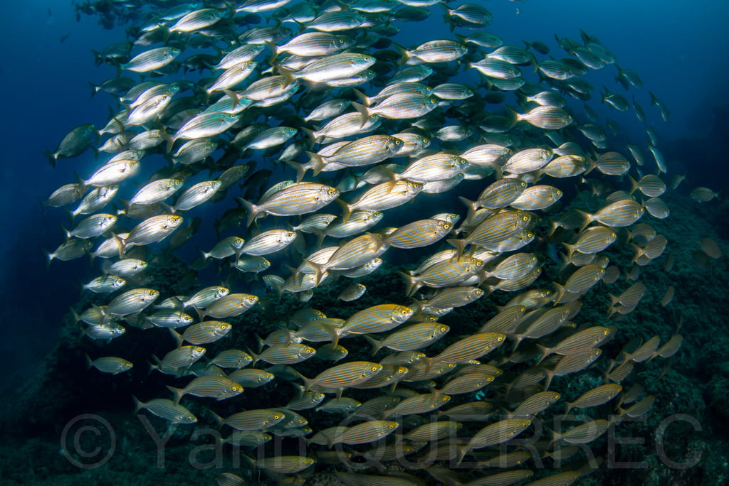 Banc de saupes - L'estartit - ESPAGNE