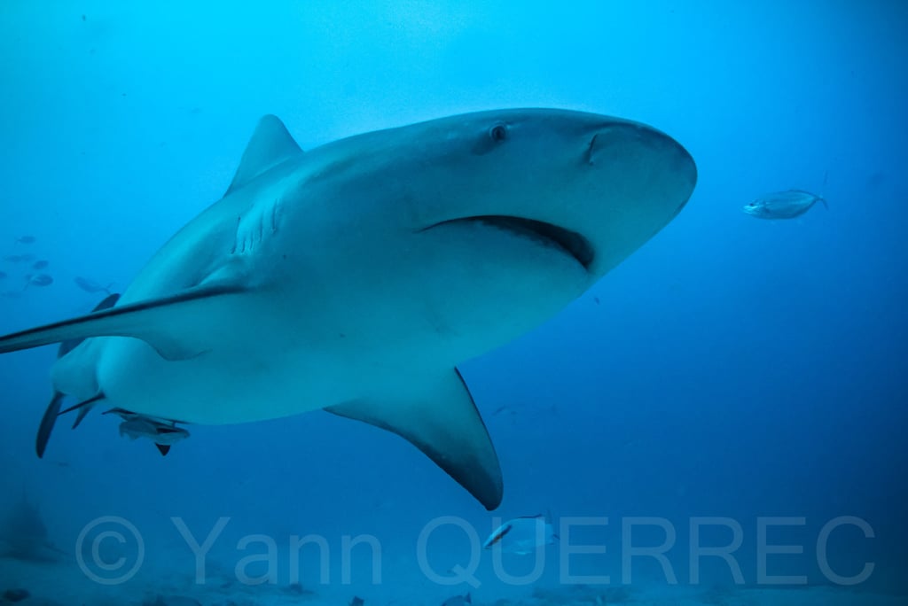 Playa del carmen - MEXIQUE