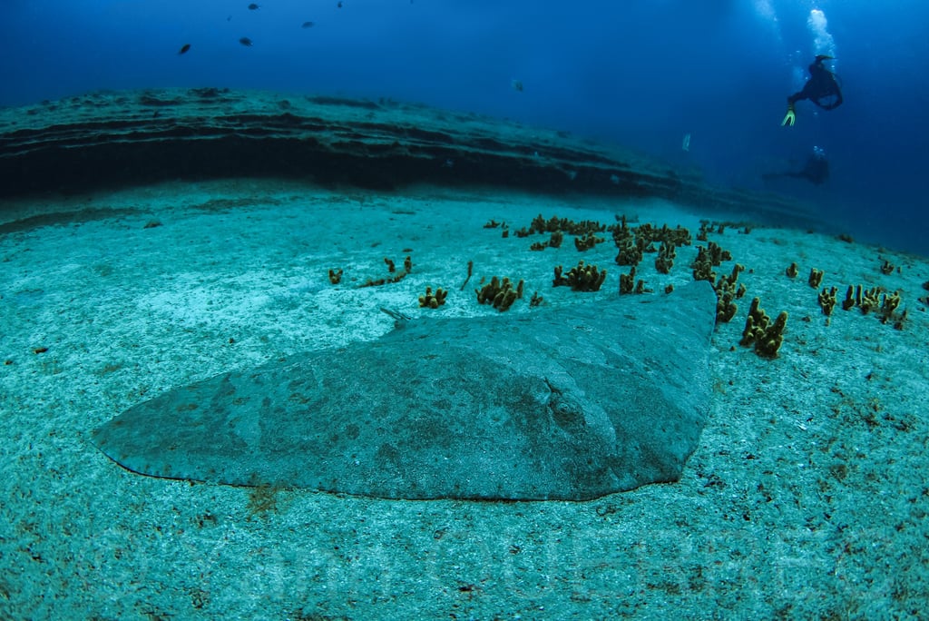 Raie papillon - Lanzarote - CANARIES