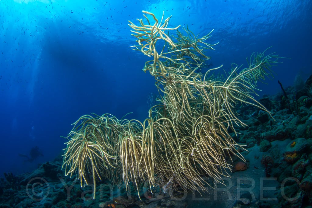 Grande gorgone - St Pierre - MARTINIQUE