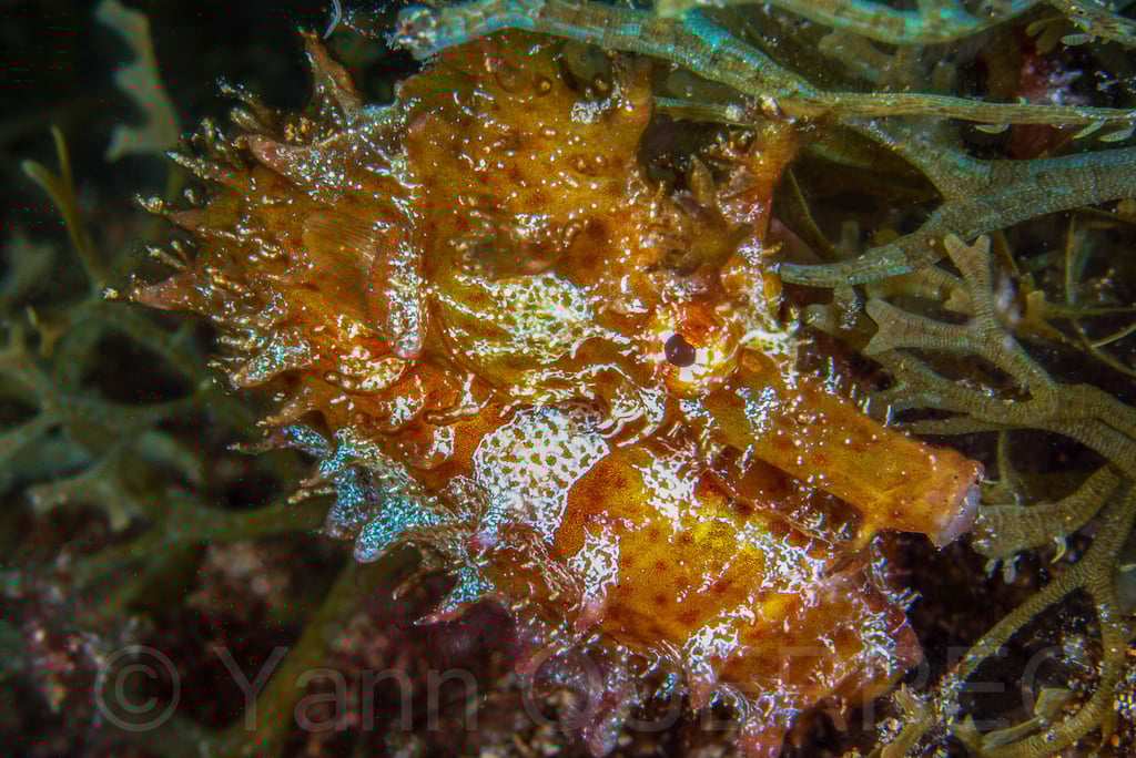 Hippocampe - Lanzarote - CANARIES