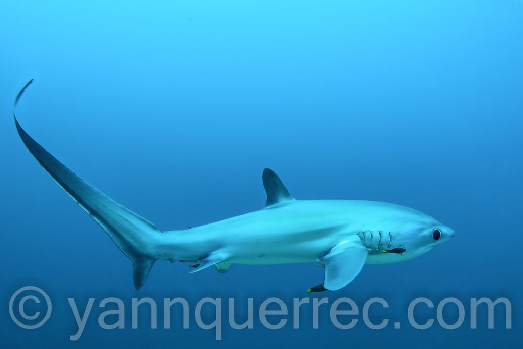 Malapascua - PHILIPPINES