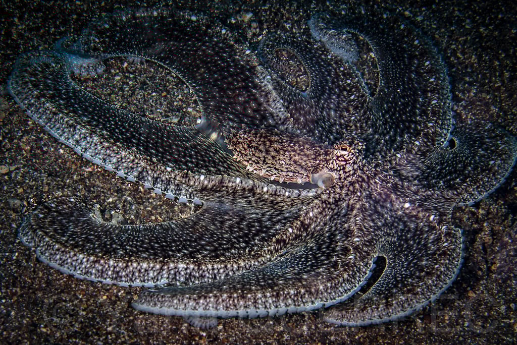 Anilao - PHILLIPINES