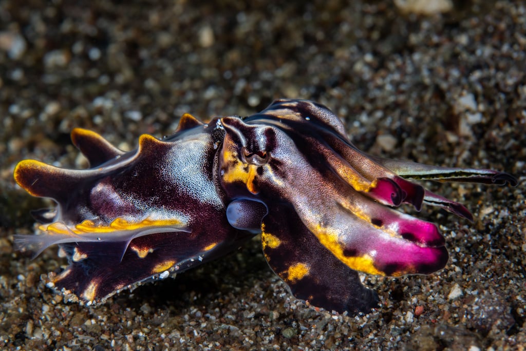 Anilao - PHILLIPINES