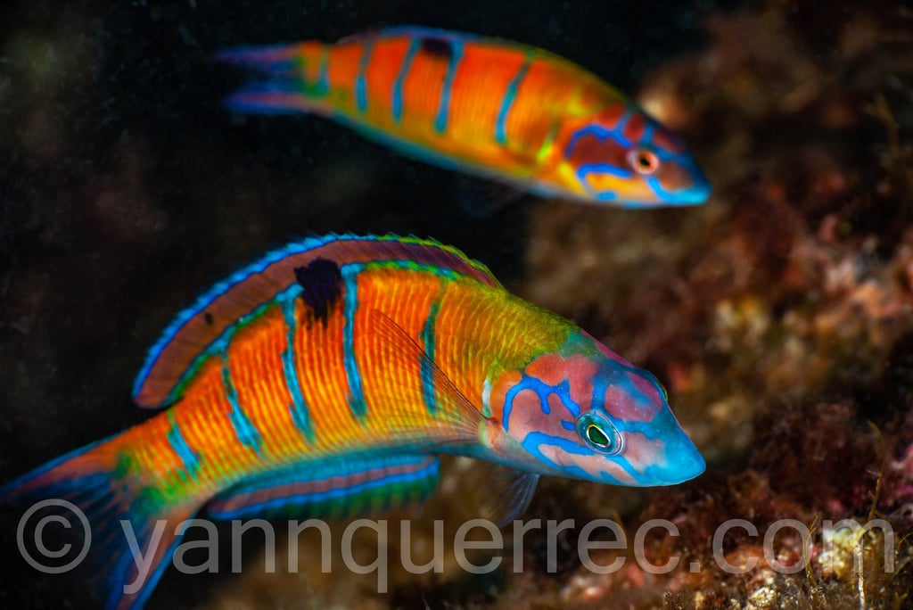 Girelles paons femelles (ou phase mâle initiale)