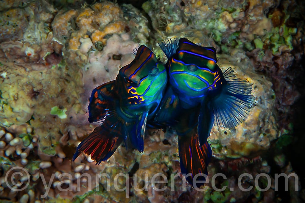 Moalboal - PHILIPPINES