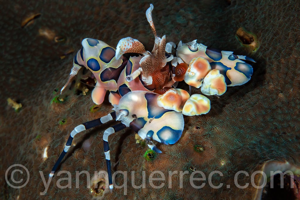 Moalboal - PHILIPPINES