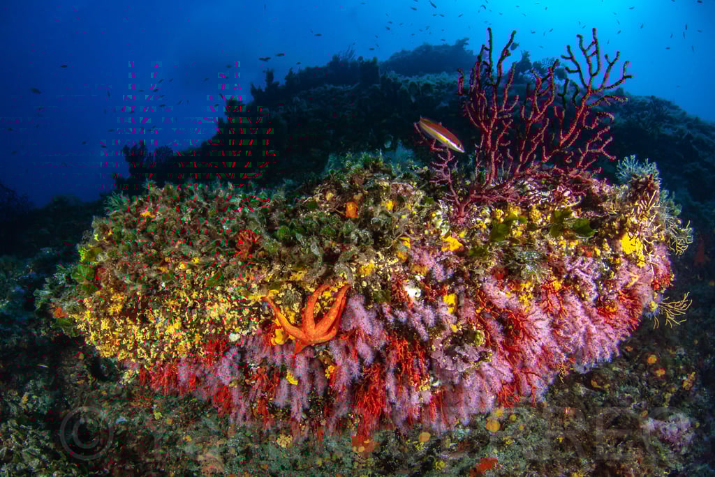 Pierre à corail rouge - Marseille - FRANCE
