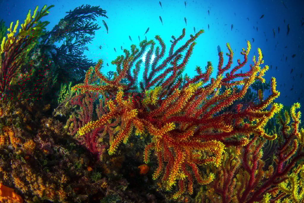 Massif à gorgones - Llafranc - ESPAGNE