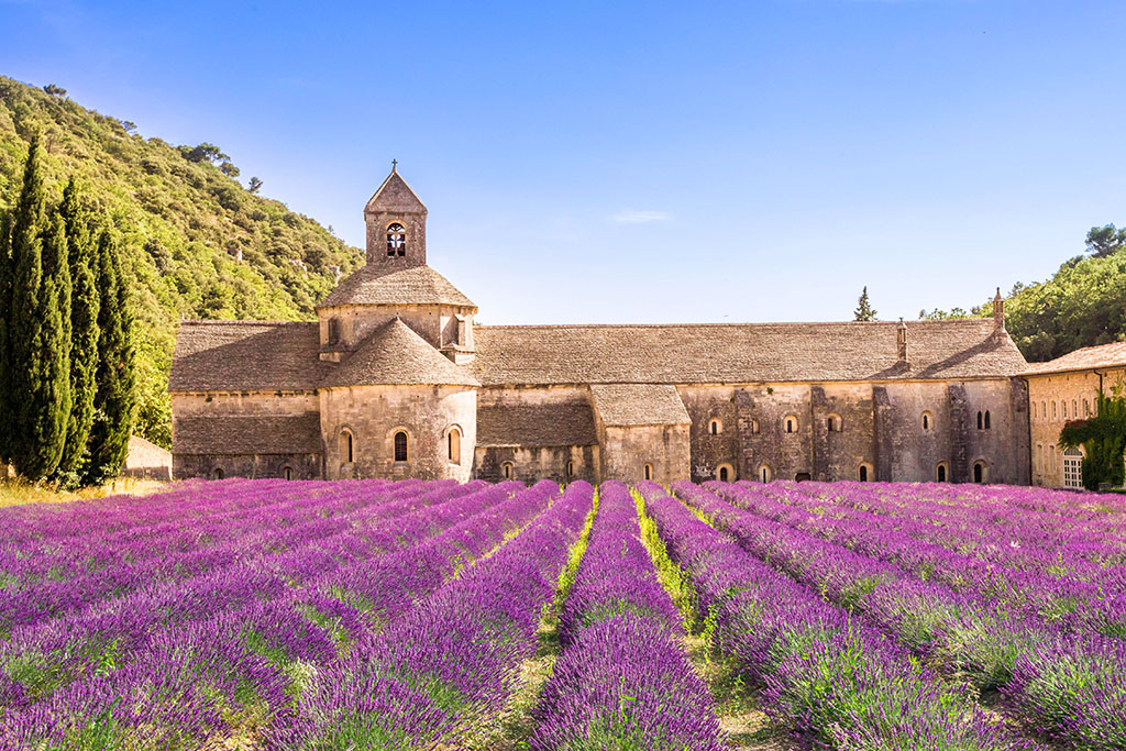 Abbey with Lavender field Senanque Gordes