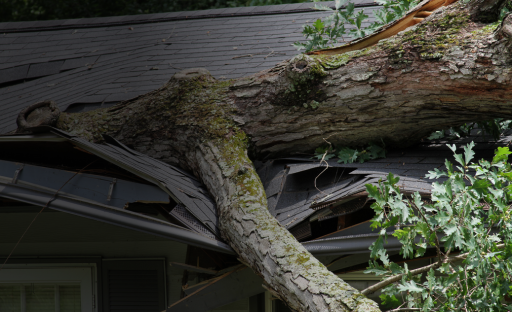 Tree fell on roof