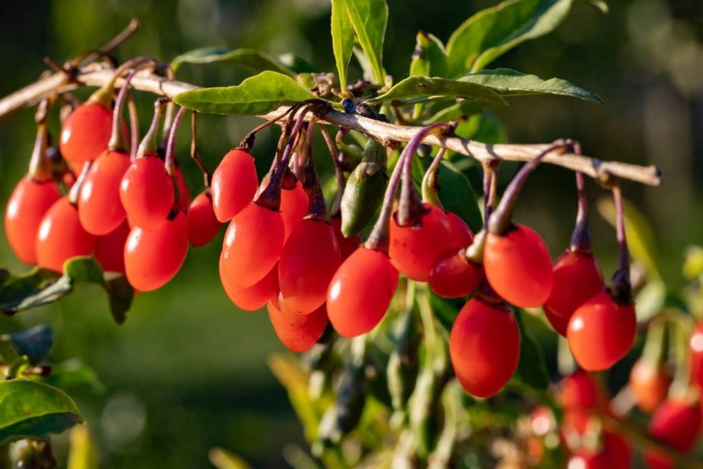 Goji Berries - มีโกจิเบอร์รี่