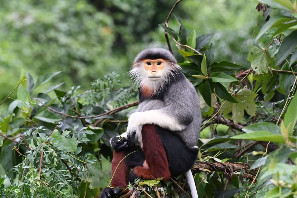 An alpha male red shanked douc langur in Da Nang.