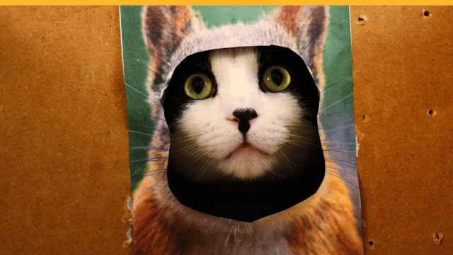 a cute kitten hiding inside a squirrel costume