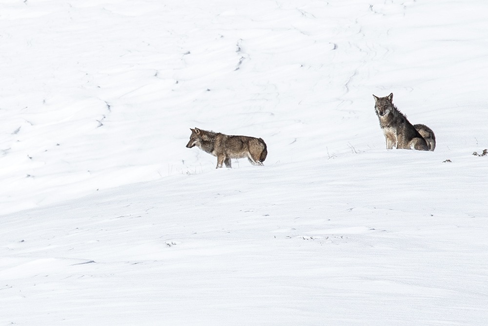 Ou voir des loups en france